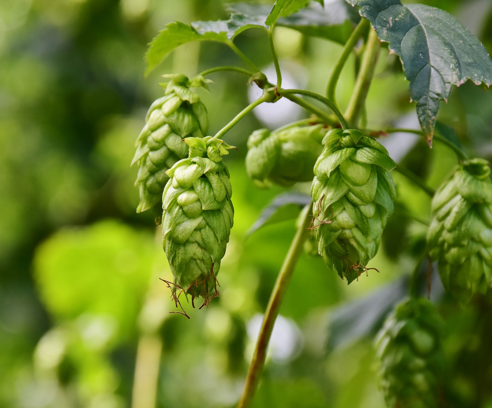 Hopfen